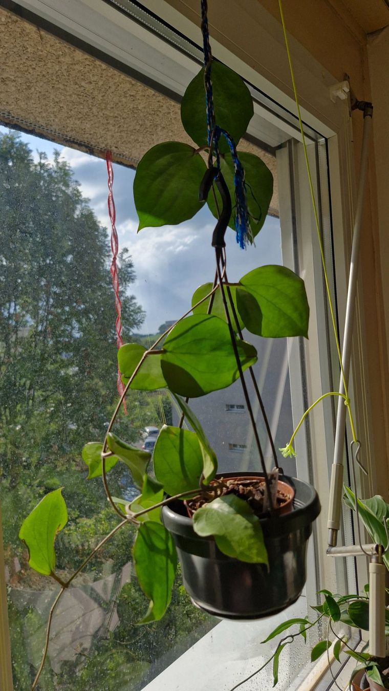 Piante & sementi: Hoya balaensis. – Usato da Au ZH venduto da Lutea