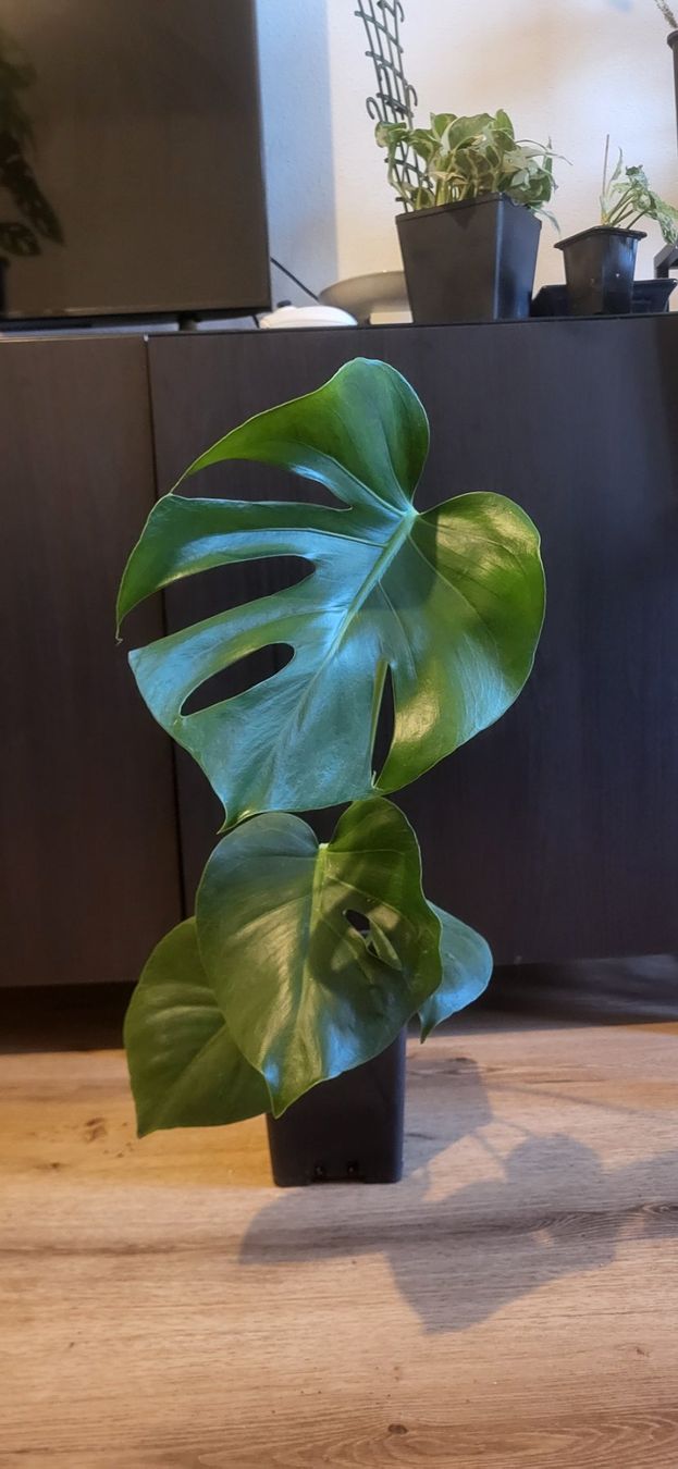 Piante & sementi: Monstera Deliciosa M/L – Usato da Pregassona venduto da maslud 1