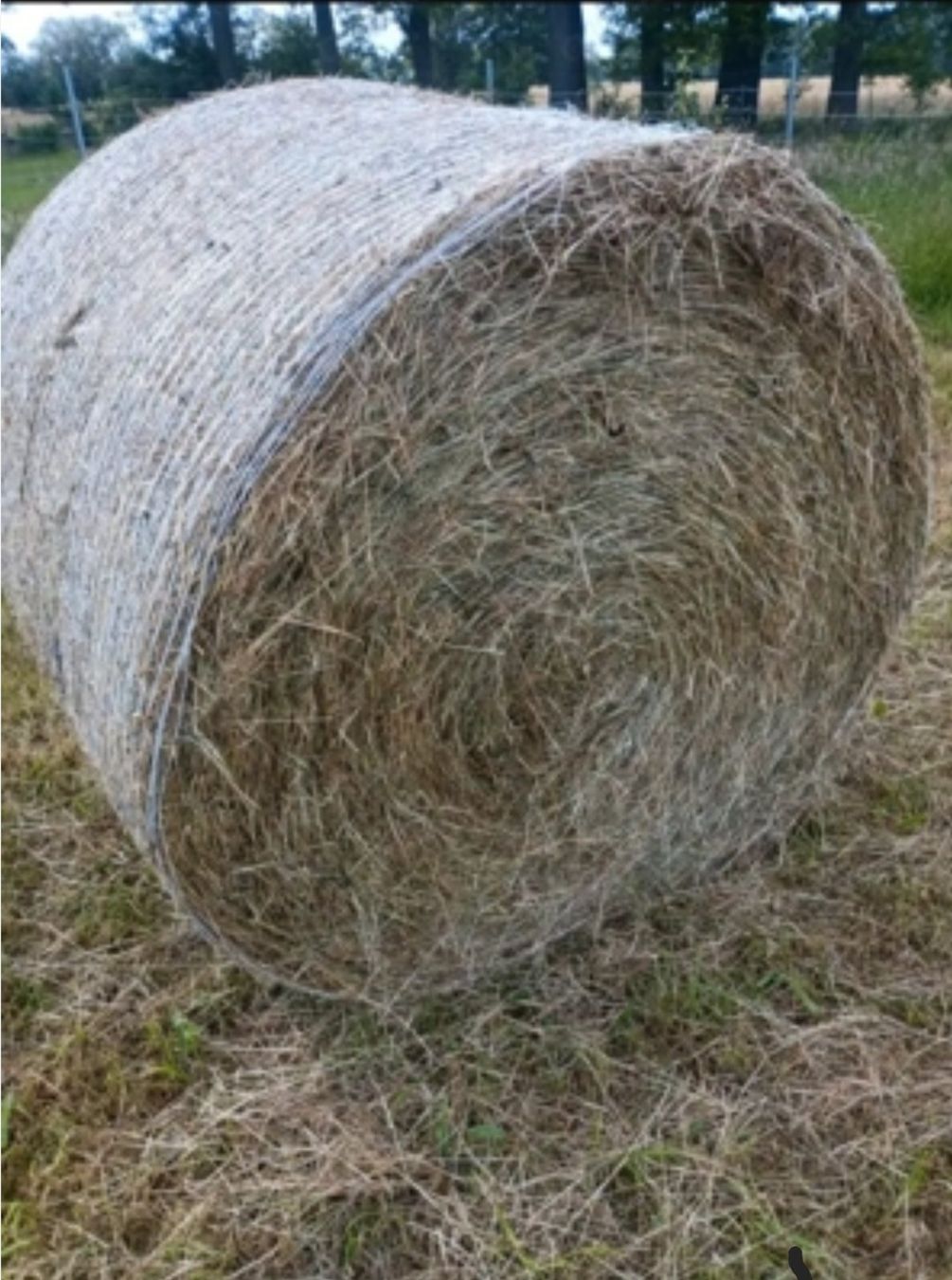 Mangimi: Heu Rundballe, – Nuovo (secondo la descrizione) da Oberbalm venduto da trittibachs