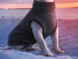 Rogz Hundepullover für kleine Hunde - Ca. 25cm - Neuwertig!