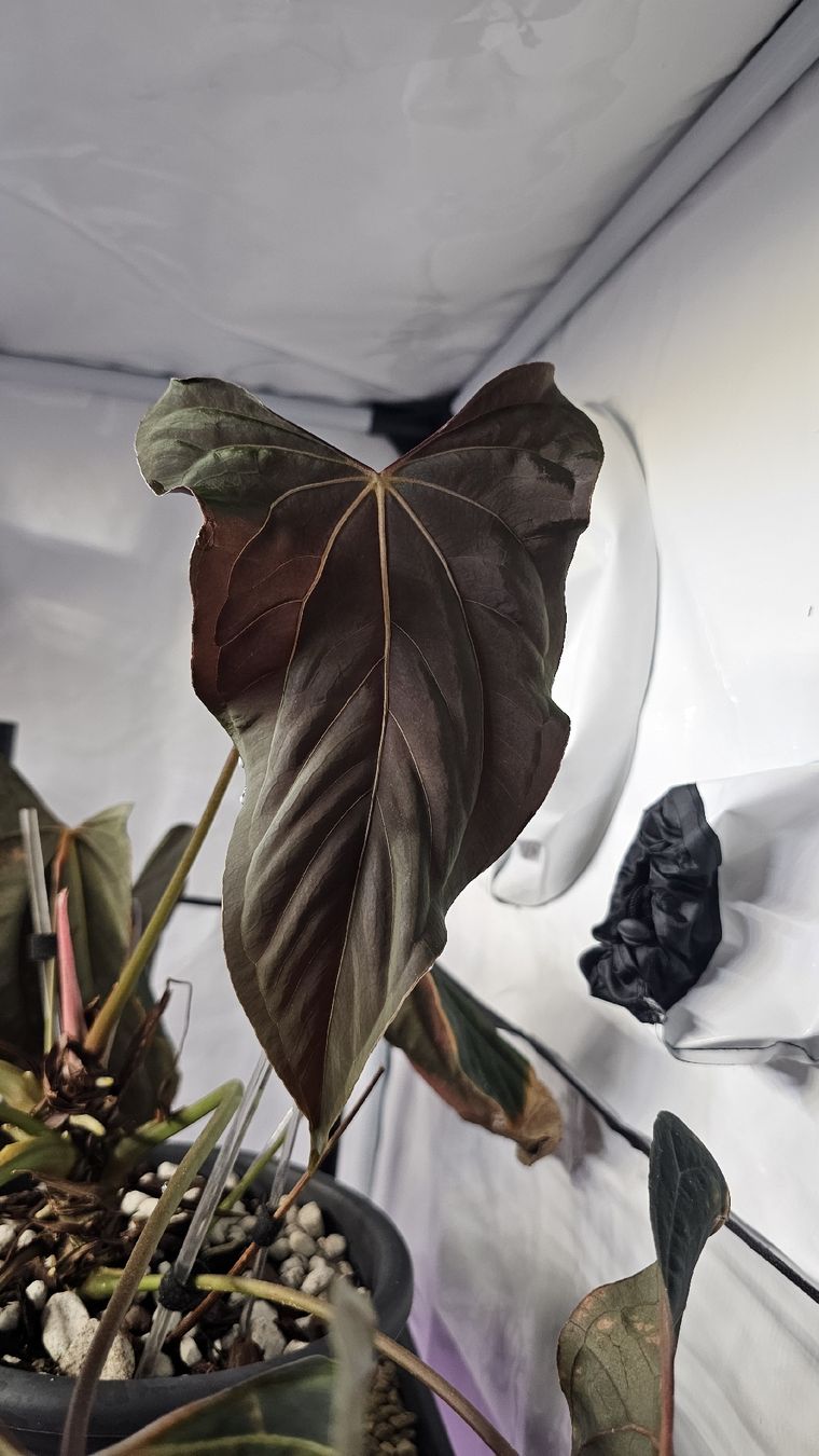 Piante & sementi: Anthurium Ralph Lynam x self Klon – Nuovo (secondo la descrizione) da Märstetten venduto da PatGomes 3