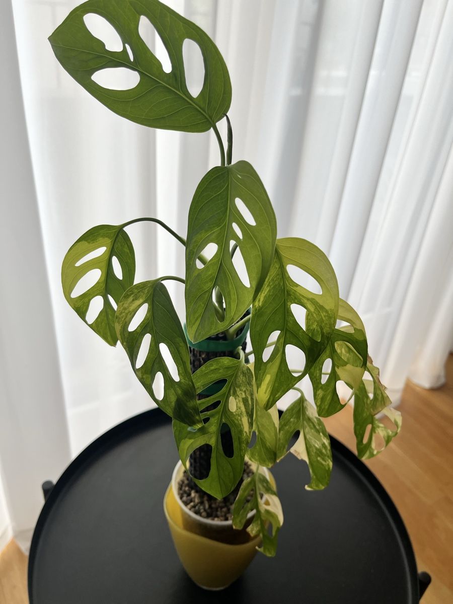 Piante & sementi: Monstera Adansonii Aurea – Usato da Uster venduto da ke114 3