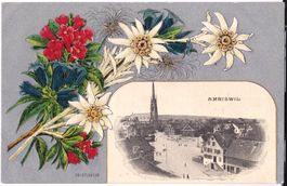 Heimat Thurgau: AK Amriswil 1905 Edelweiss, Enzian & Co.
