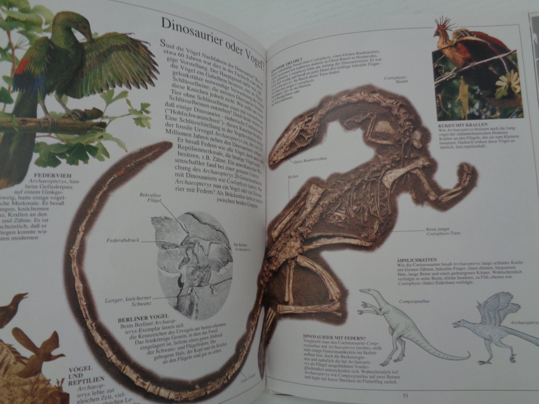 Libri: Dinosaurier - Aufstieg und Niedergang – Usato da Chur venduto da Oregano1 3