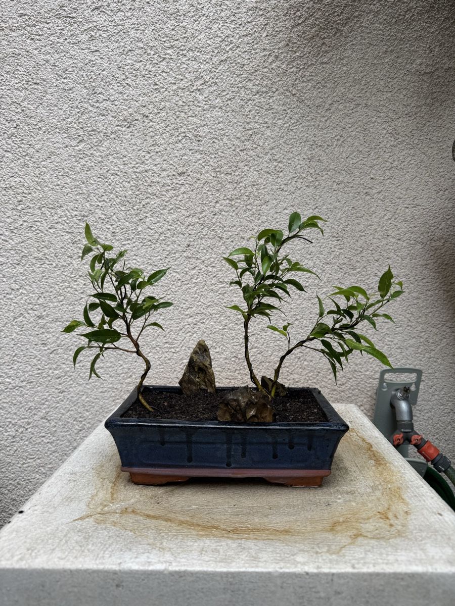 Pflanzen & Samen: Kleiner Ficus Bonsai Wald – Gebraucht aus Rümlang von Gruseh.ch 5