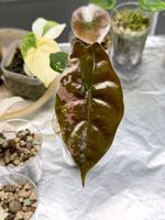 Alocasia Chantrieri Pink