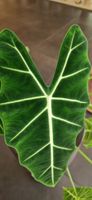 🤩Alocasia Frydek Babyplant 
