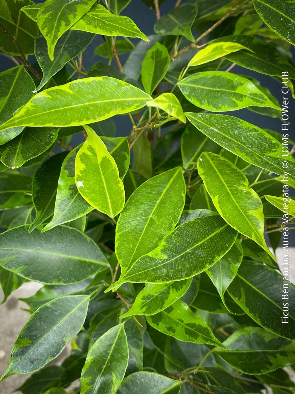 Piante & sementi: Ficus Benjamina Aurea Variegata - gold-panaschiert – Nuovo e nell'imballaggio originale da Adliswil venduto da TAKEYOURPLANT 1