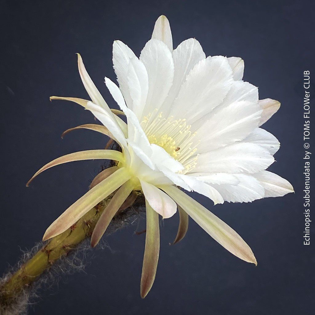 Pflanzen & Samen: Echinopsis Subdenudata - Dein "Domino" Kaktus – Neu und originalverpackt aus Adliswil von astom369 8