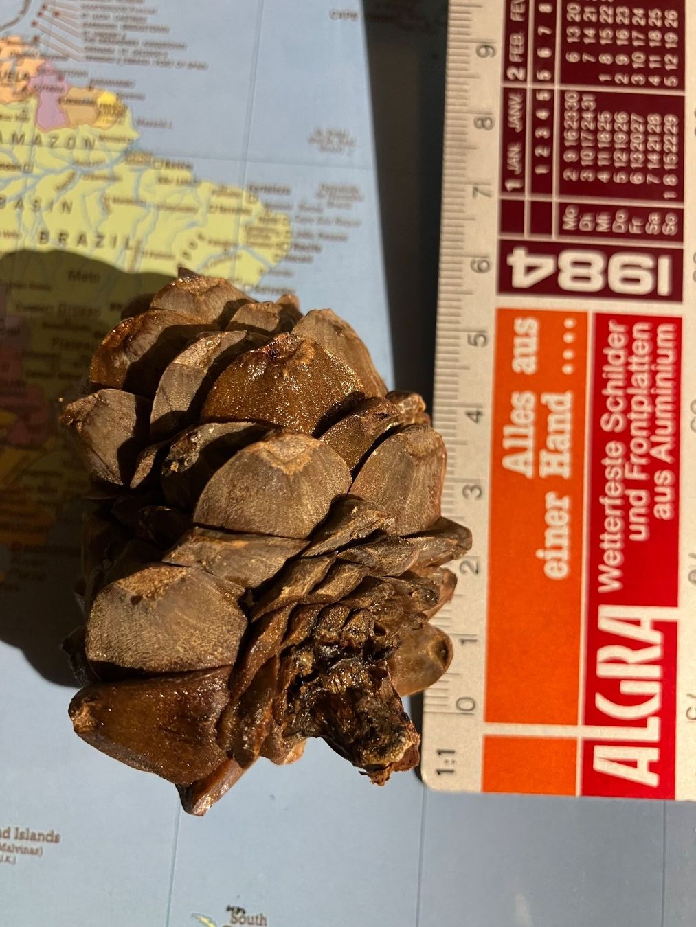 Holzartikel: Arvenzapfen original – Neu (gemäss Beschreibung) aus Cunter von Bicasi58
