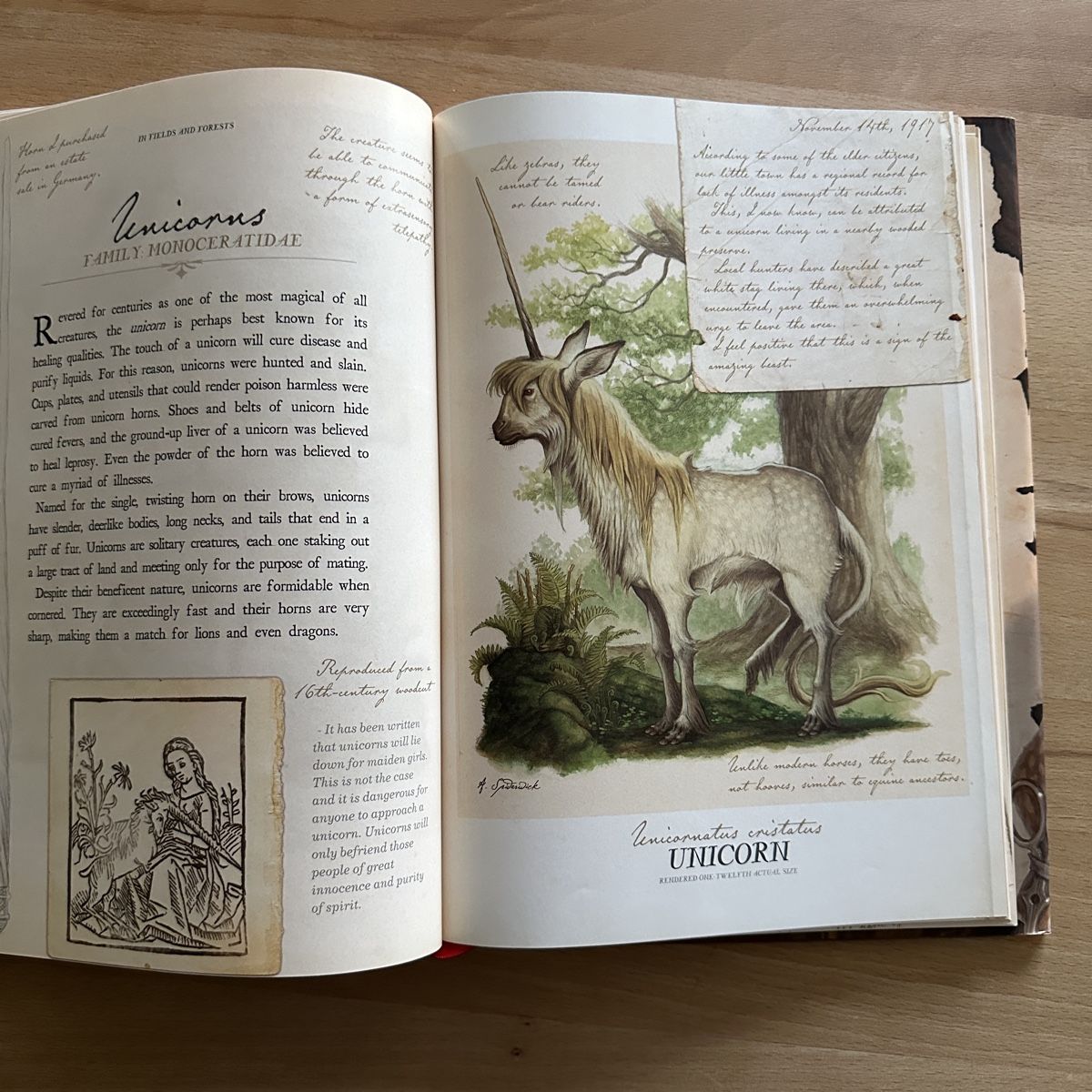 Libri: Arthur Spiderwick's Field Guide – Nuovo (secondo la descrizione) da Sax venduto da kaulquappe01 6