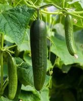 15 samen von KONSA Gurke + Anweisungen zum Keimen & Pflegen