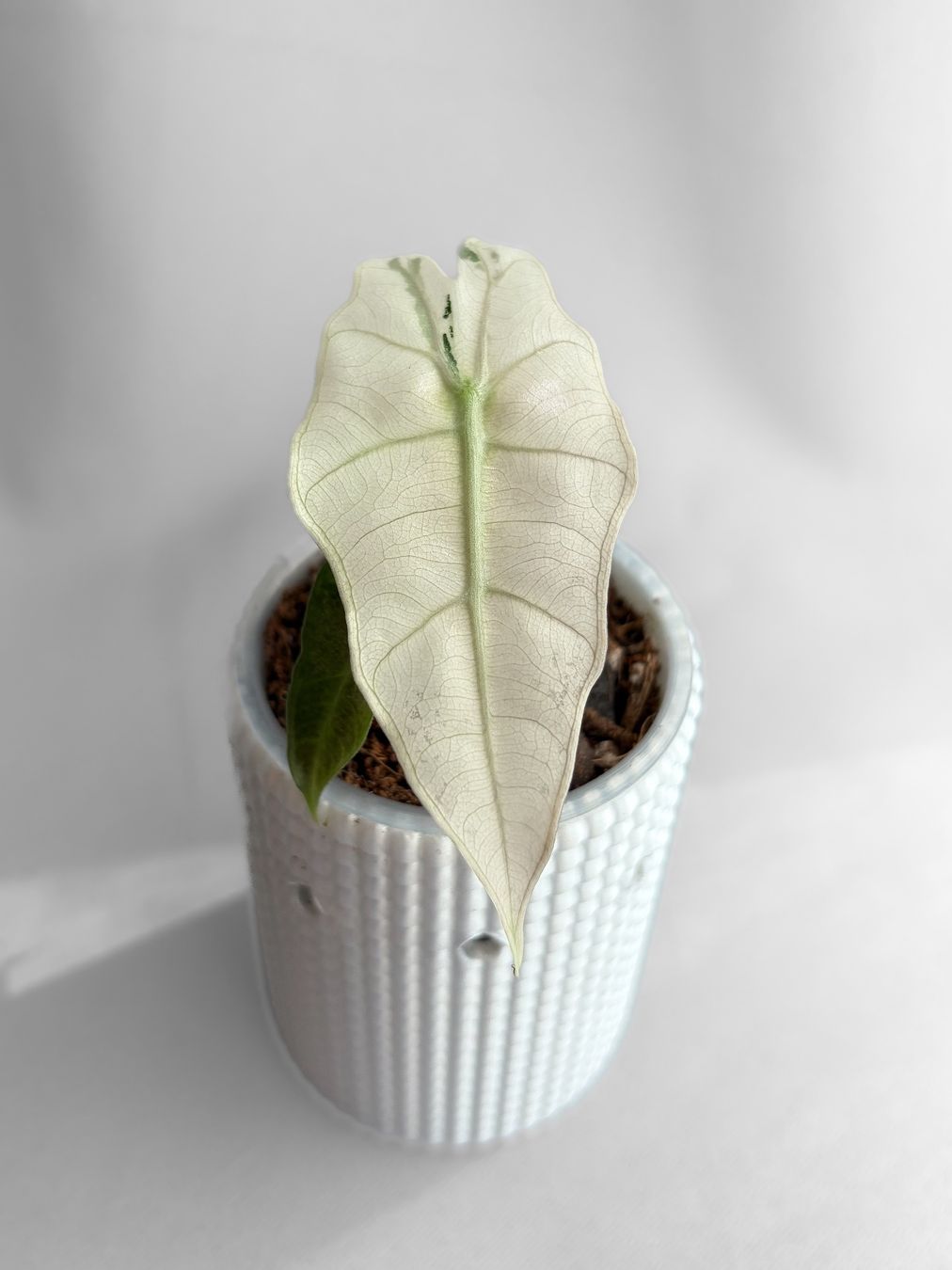 Piante & sementi: Alocasia Polly Pink Variegata – Nuovo (secondo la descrizione) da Seuzach venduto da animaplants 1