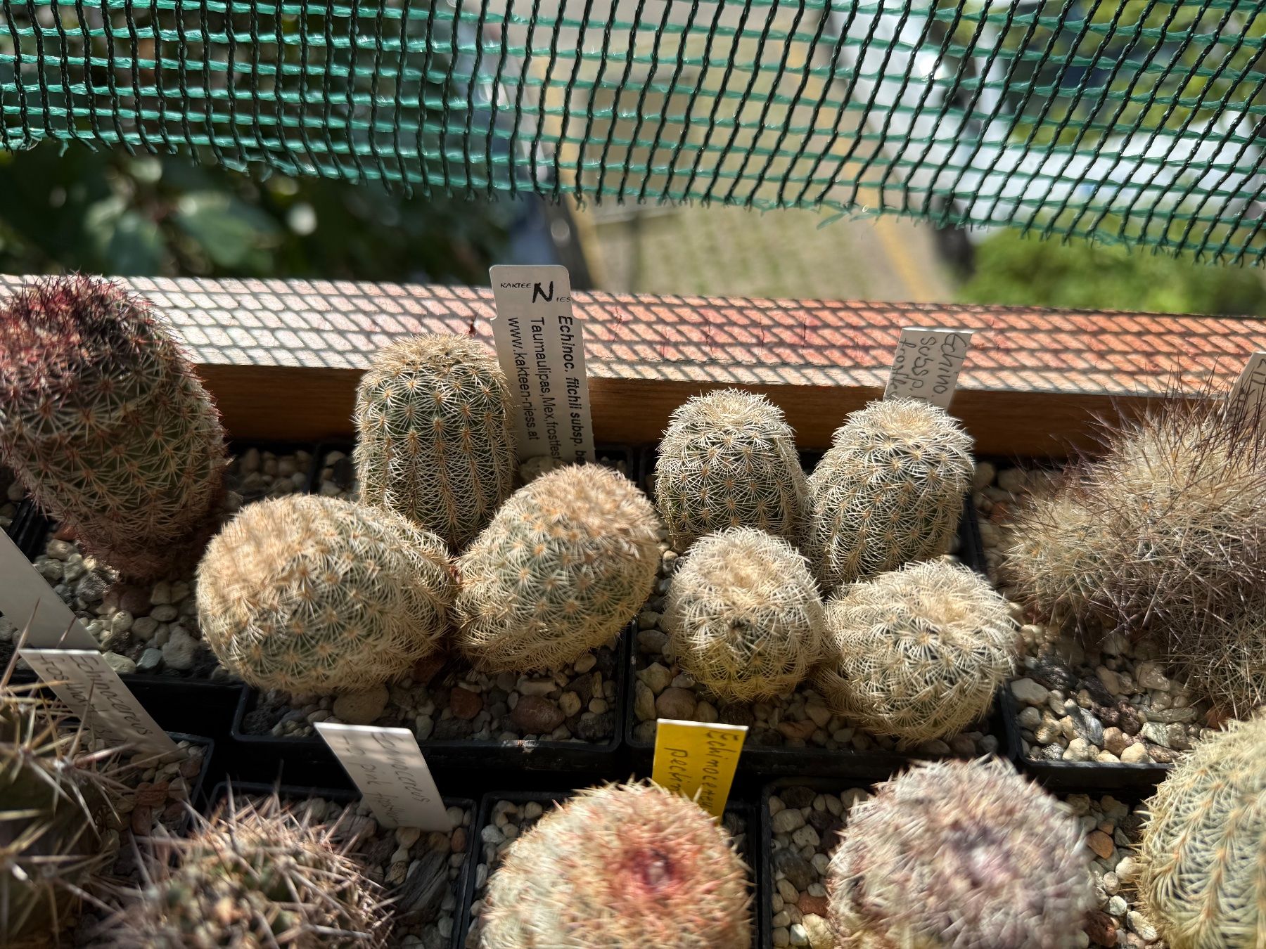 Pflanzen & Samen: Echinocereus fitchii subsp. bergmannii – Gebraucht aus Rorbas von SimS0n