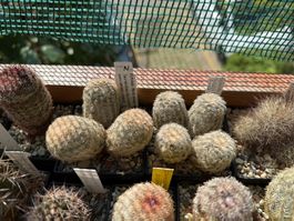 Echinocereus fitchii subsp. bergmannii