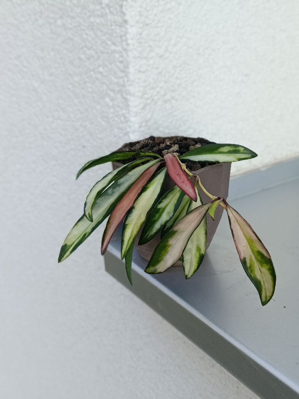 Piante & sementi: Hoya wayetii tricolor – Usato da Comano venduto da che_8lc2 1