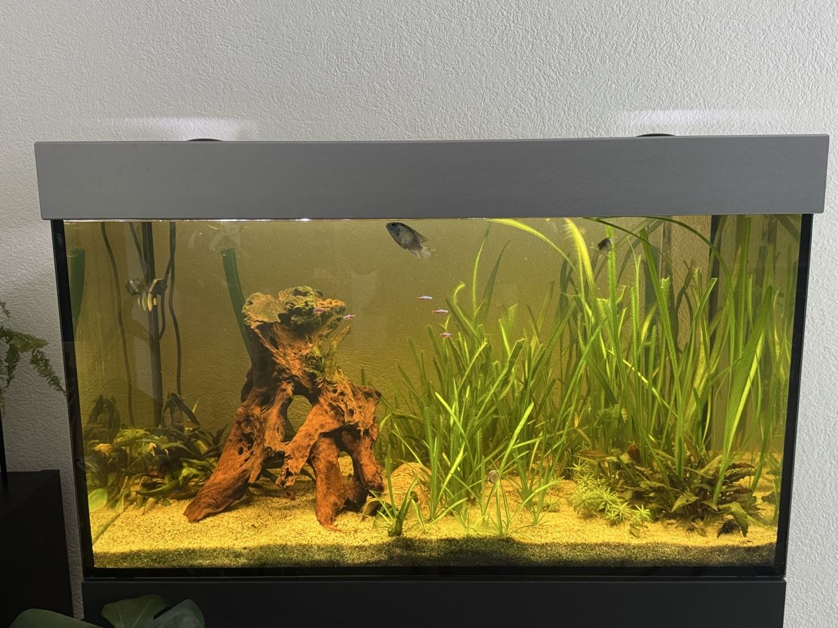 Acquari: Aquarium Sonderanfertigung – Usato da Hirschthal venduto da Scya 3