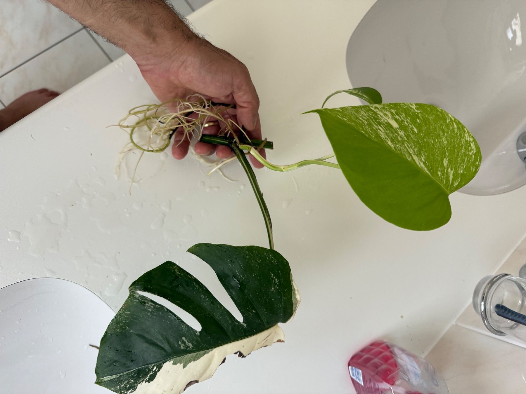 Pflanzen & Samen: Steckling Monstera albo variegata, HALF MOON – Gebraucht aus Mendrisio von MonsteraLovers 2