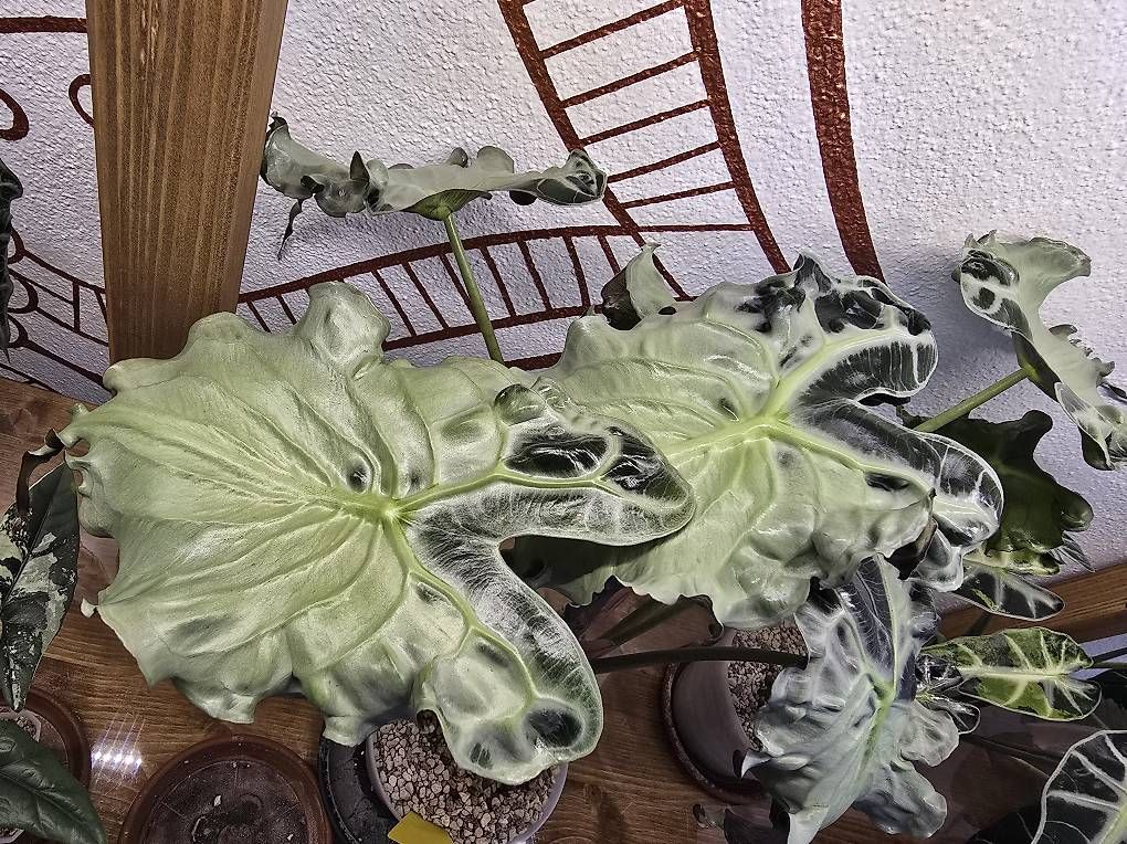 Piante & sementi: Alocasia Venom Rhizom – Usato da Sirnach venduto da Nyalah
