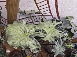 Alocasia Venom Rhizom