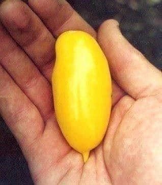 Piante & sementi: TOMATE BANANA LEG ! 10g – Nuovo (secondo la descrizione) da Bremblens venduto da FIBONACCI369 1
