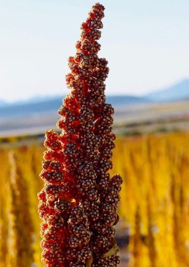Piante & sementi: 100 SAMEN GRAINES SEMI SEEDS Quinoa – Nuovo e nell'imballaggio originale da Rovio venduto da POSITIFFARTandPLANTS 4