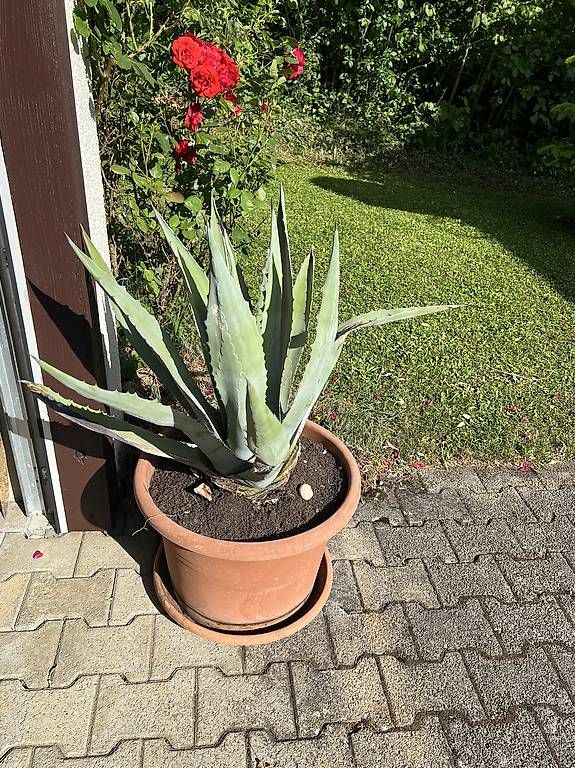 Piante & sementi: Grosse Agave im Kübel – Usato da Riniken venduto da Rikaner