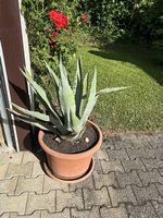 Grosse Agave im Kübel