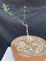 Caudex Fockea edulis