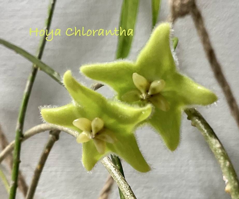 Plantes & graines: Hoya chlorantha – Neuf avec emballage d'origine à Schönholzerswilen par Leavylounge 2