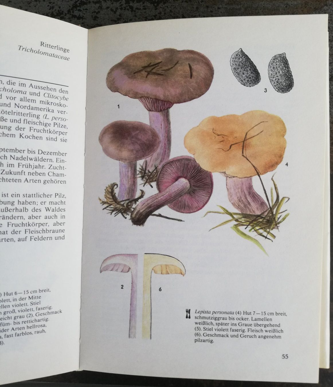 Livres: Unser Pilze – D'occasion à Hildisrieden par Malve 1