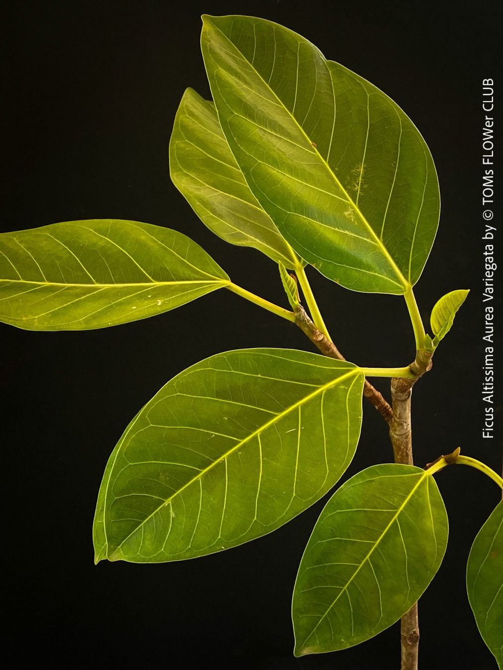 Pflanzen & Samen: Ficus Altissima Aurea Variegata - als Steckling – Neu und originalverpackt aus Adliswil von astom369 2