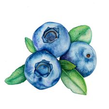 Profile image of Blueberry.6