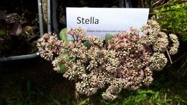 Winterharte Fetthenne "Stella" - Topf Sedum, Herbstzauber!