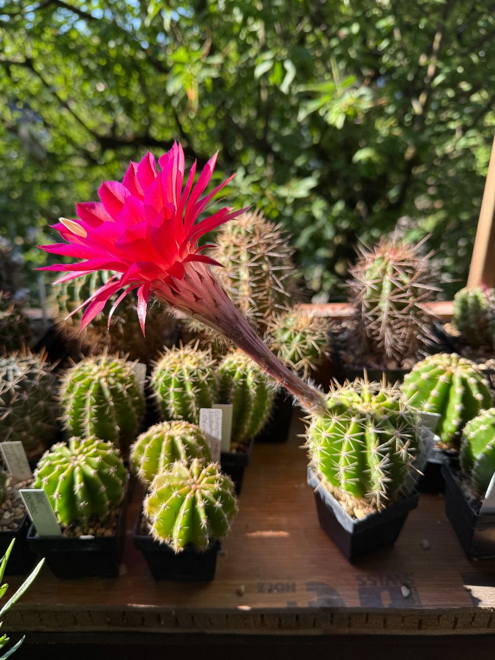 Pflanzen & Samen: Echinopsis Hyb. Madame Pele x oxygana – Gebraucht aus Rorbas von SimS0n 3