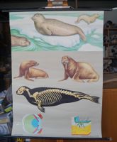 Schulwandbild „Robben und Walross“ – Jung-Koch-Quentell