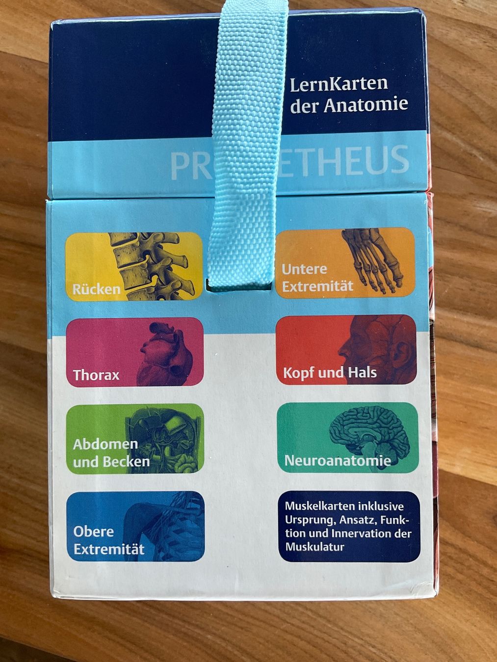 Sonstiger Schulbedarf: Anatomie Lernkarten von Thieme – Gebraucht aus Oberuzwil von Harrison1 7