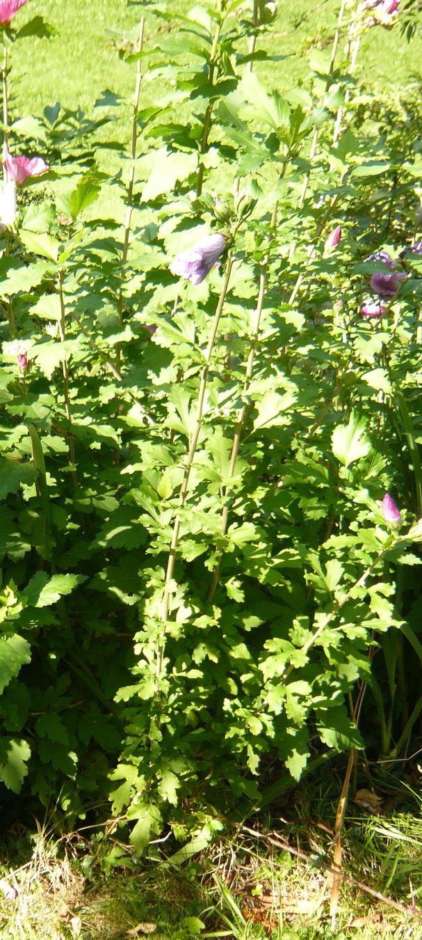Piante & sementi: Hibiskus ca 50-70 cm – Nuovo (secondo la descrizione) da Ruggell venduto da Btt