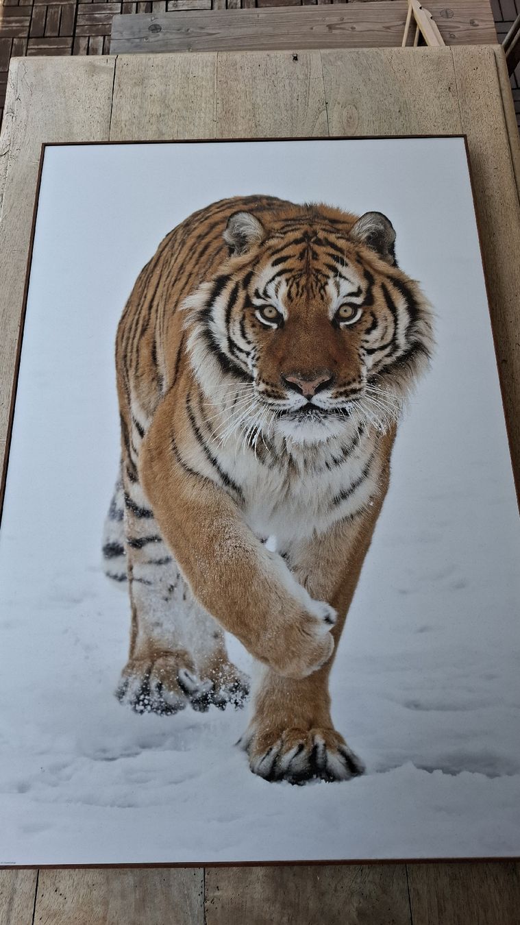Foto & Immagini: Bild Tiger – Usato da Zürich venduto da witike
