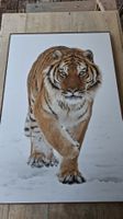 Bild Tiger
