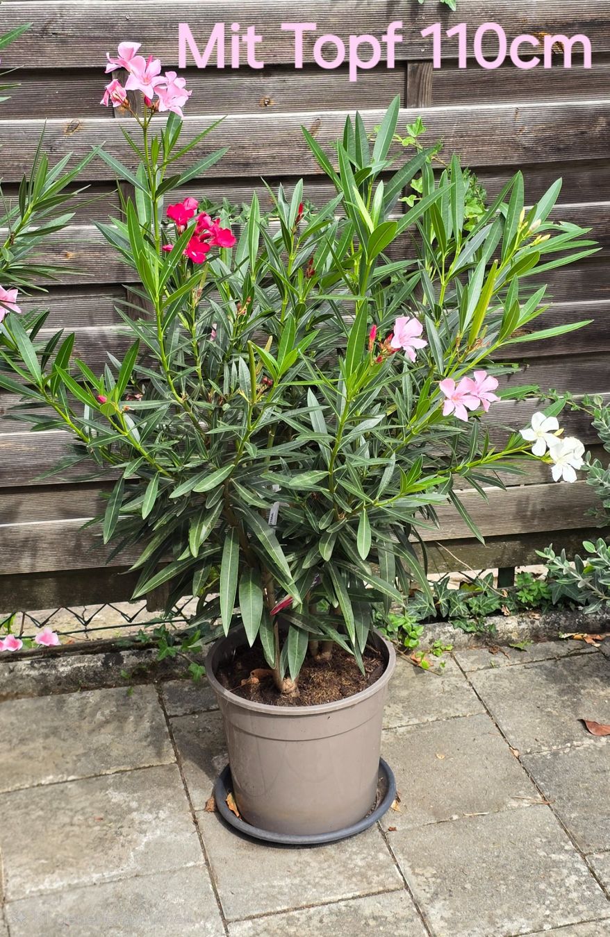 Piante & sementi: Oleander Tricolor – Usato da Aarburg venduto da popkorn65 2