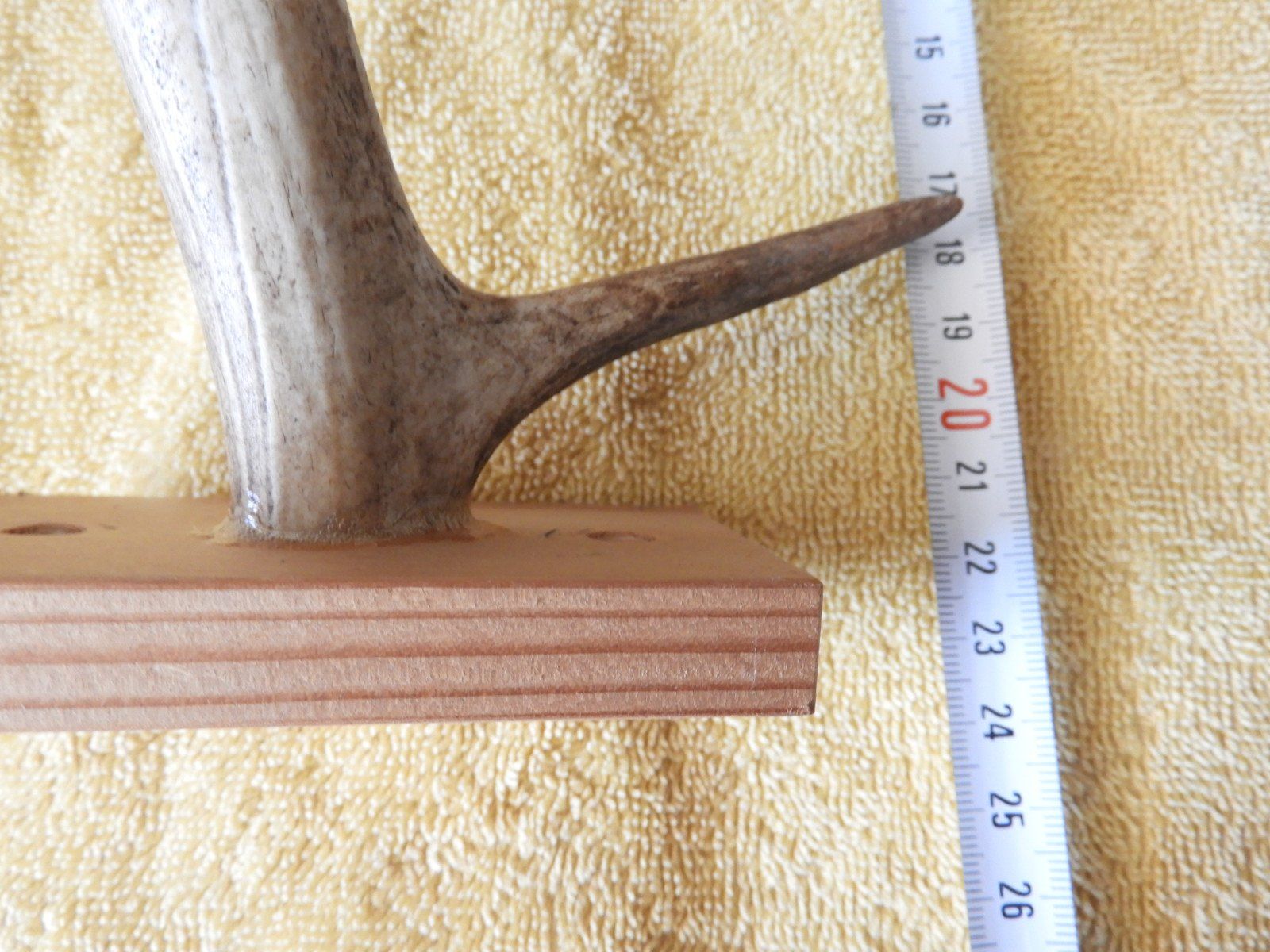 Sonstiges zum Sammeln & Seltenes: ELCH GEWEIH 23 CM HOCH, 25 BREIT, NR 4 – Gebraucht aus Ettingen von troll-mutter 1