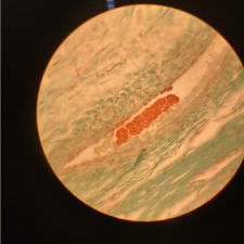 Profile image of se_vec