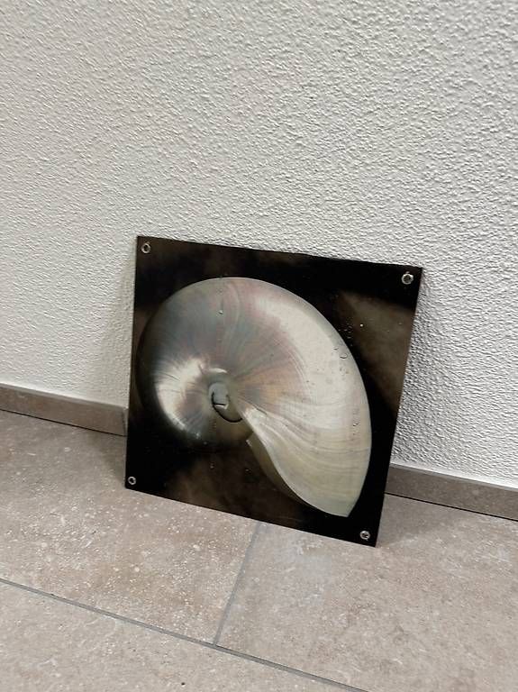 Foto & Immagini: Dekoratives Wandbild Nautilus-Muschel – Usato da Schübelbach venduto da Rahnmont