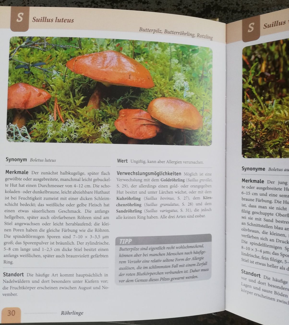 Bücher: Handbuch Pilze – Gebraucht aus Hildisrieden von Malve 1