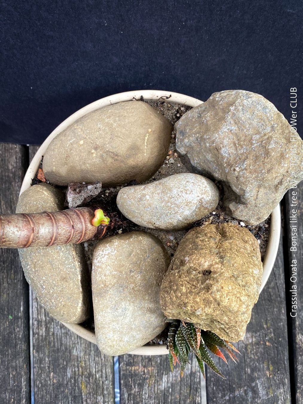 Piante & sementi: Crassula Ovata – Bonsai - Geldbaum – Usato da Adliswil venduto da TAKEYOURPLANT 4