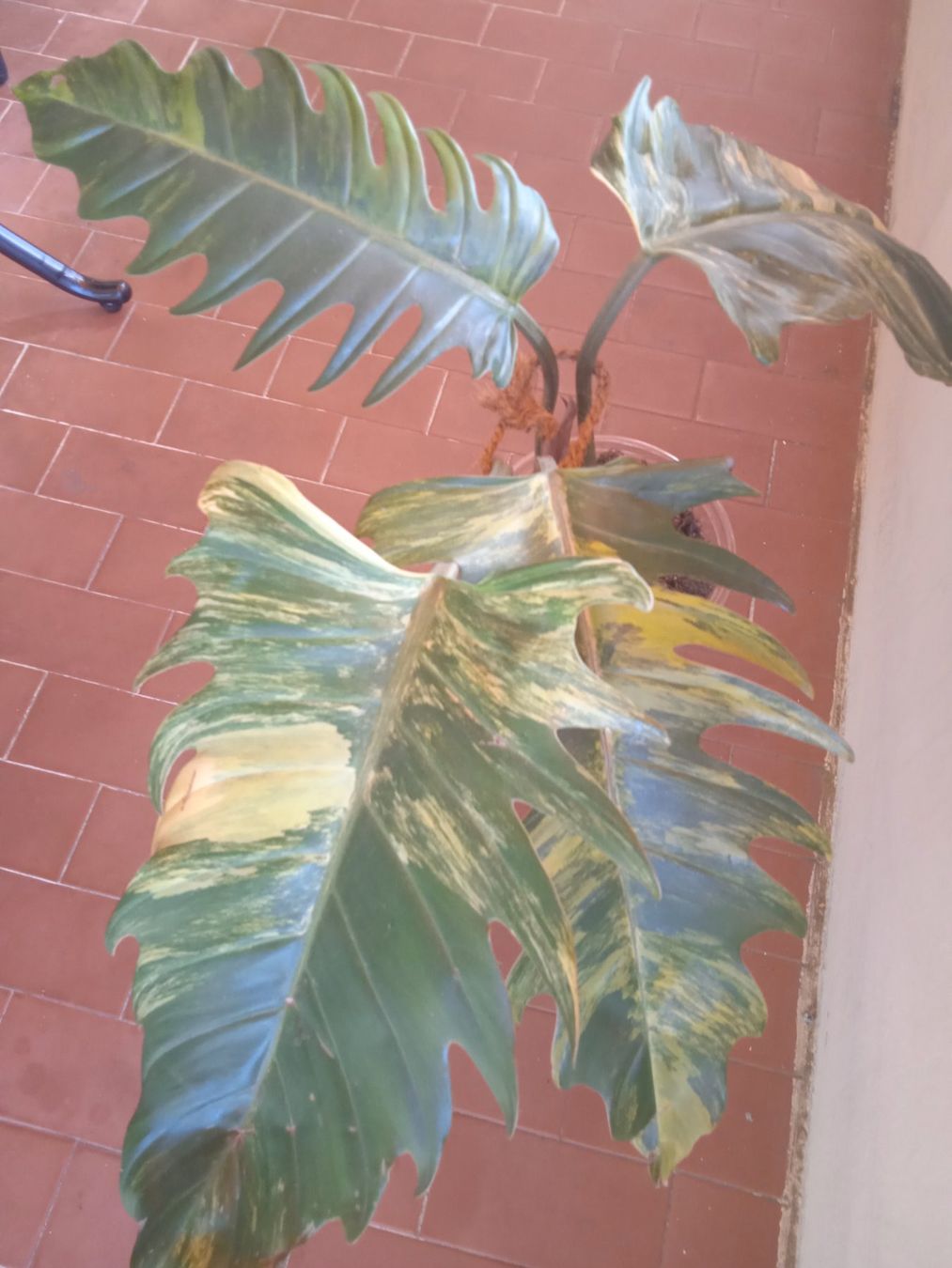 Plantes & graines: Philodendron caramel marble – D'occasion à Lausanne par kta_tss7