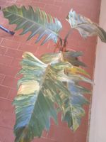 Philodendron caramel marble