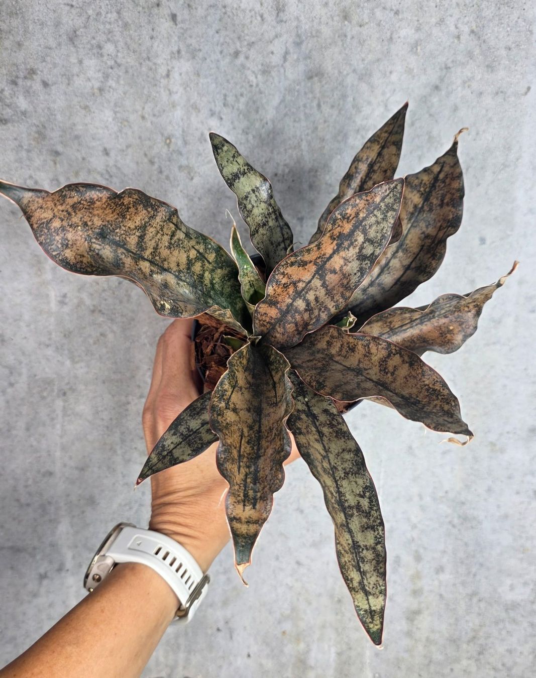 Piante & sementi: Sansevieria kirkii 'Coppertone' – Nuovo (secondo la descrizione) da St.Erhard venduto da Plumilandschweiz