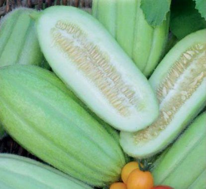 Plantes & graines: MELONENGURKE Carosello Barese / 2 Samen – Neuf (Voir description) à Hinteregg par ERFOLG78 3
